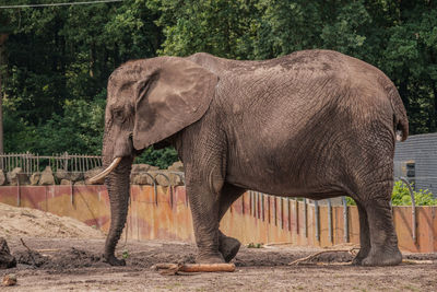 Side view of elephant standing against trees