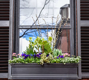 Close-up of potted windows box plant