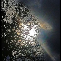 Low angle view of bare trees against sky