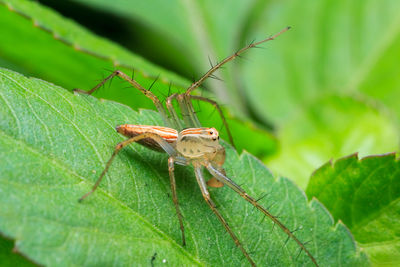 Close-up of insect on leaf