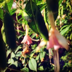 Close-up of insect on plant