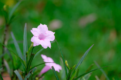 Close-up of flower blooming outdoors