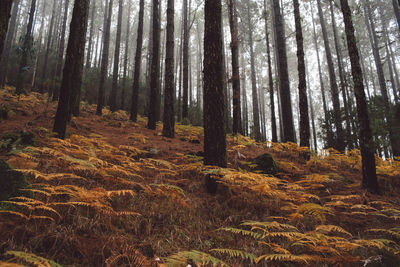 Trees in forest