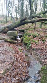 Stream passing through forest