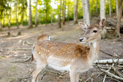 Beautiful, young deer walking in the forest. wild animal. wildlife scene from nature. close up view.