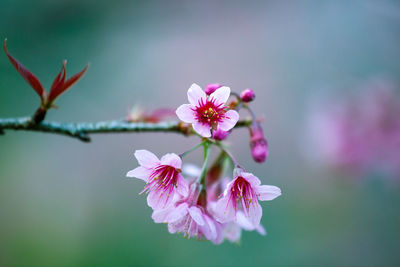 Close-up of pink cherry blossom