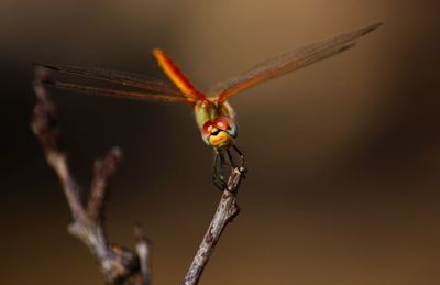 Close-up of dragonfly on stick