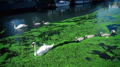 High angle view of swans swimming in lake