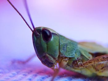 Close-up of grasshopper