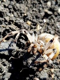 Close-up of spider on rock