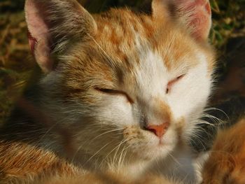 Close-up of cat with eyes closed