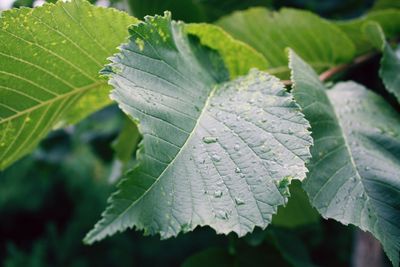 Close-up of water drops on leaf