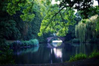 Scenic view of lake in forest