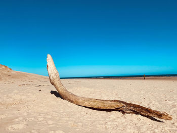 Driftwood on beach against clear blue sky