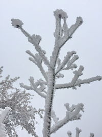 Close-up of frozen tree against clear sky