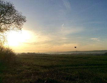 Scenic view of grassy field against sky at sunset