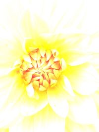 Close-up of yellow flower blooming outdoors