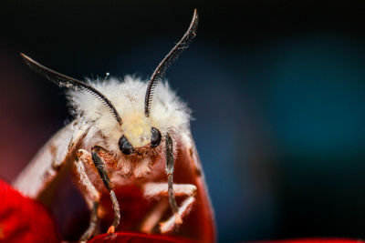 Close-up of moth