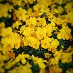 Close-up of yellow flower