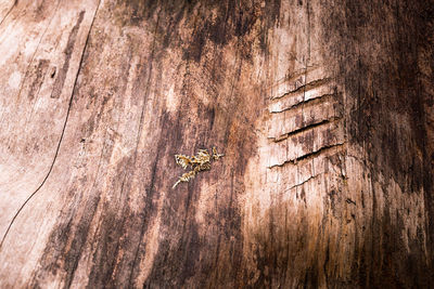 Close-up of insect on wood