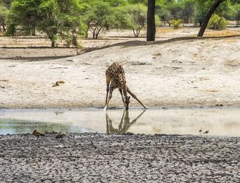 Horse drinking water from tree