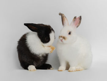 Close-up of two cats against white background