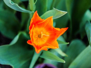 Close-up of fresh orange flower