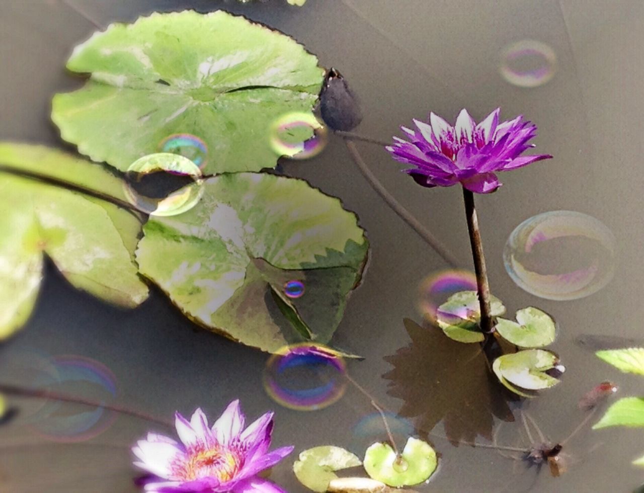 flower, freshness, fragility, leaf, water, petal, water lily, growth, plant, beauty in nature, pond, floating on water, nature, flower head, close-up, stem, blooming, lotus water lily, purple, reflection