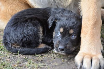 Close-up portrait of puppy