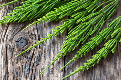 Close-up of fresh green plant