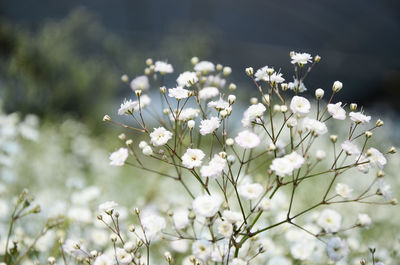 Close-up of white flowers blooming on tree