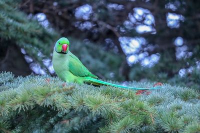 Bird perching on a branch