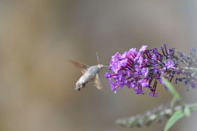 Close-up of insect on purple flower