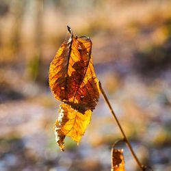 Close-up of dry leaf on water