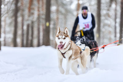 View of a dog on snow