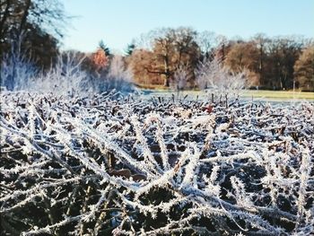 Close-up of snow covered plants