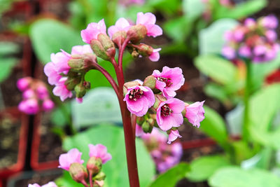 Close-up of pink flowering plant