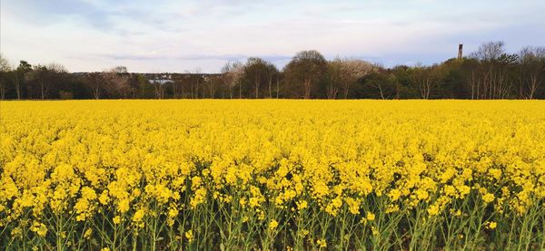 Scenic view of oilseed rape field against sky