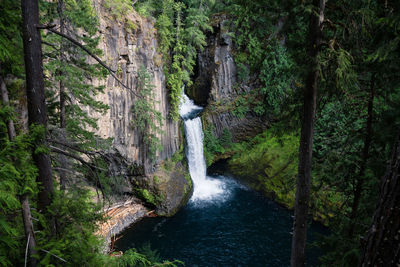 Scenic view of waterfall in forest