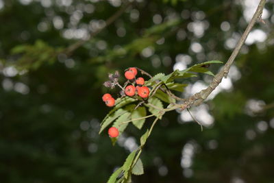 Close-up of red flowers on plant