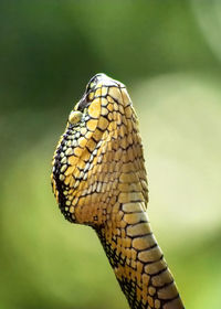 Close-up of a lizard