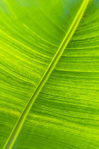 Full frame shot of green leaf