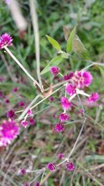 Close-up of pink flowers