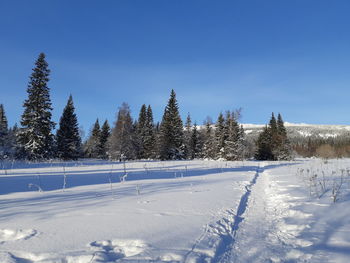 Snow covered land and trees against sky