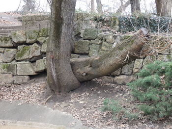 View of lizard on tree trunk in field