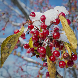 Close-up of berries on branch