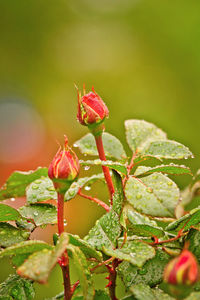 Close-up of red flowering plant