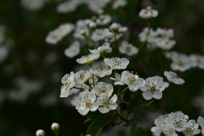 Close-up of white flowering plant