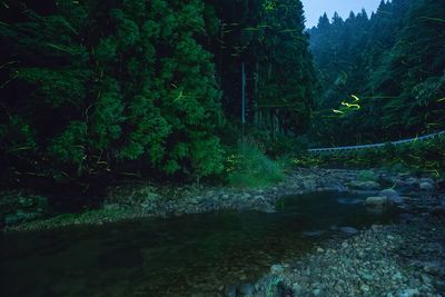 River flowing through forest