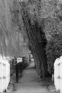 Empty footpath amidst trees and buildings